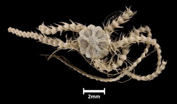 Media type: image;   Invertebrate Zoology OPH-3230 Aspect: dorsal